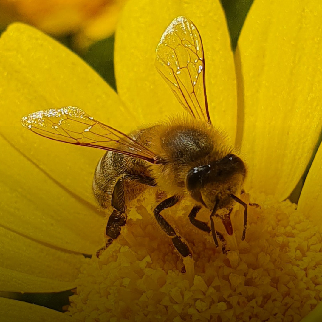 Bi pollinerar gul blomma